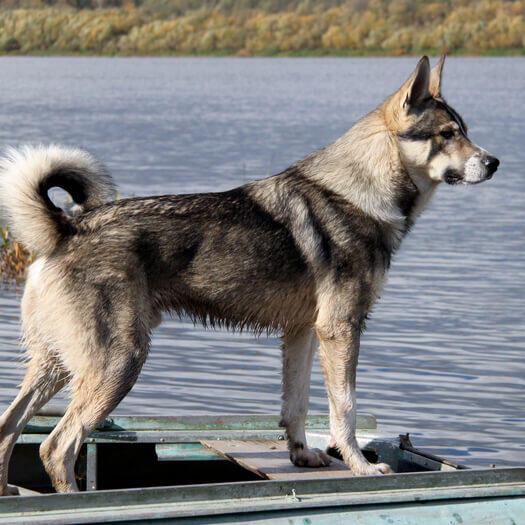 Canadian store eskimo husky